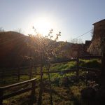 Anche le api nel loro piccolo si inc………..!