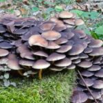 Di questi tempi… meglio averne una!