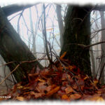 Dedicato a Bill Evans…