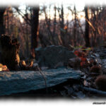 La Caffetteria delle Stelle