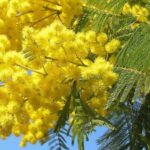 Calendula Officinalis