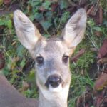 Festival dell’Oriente