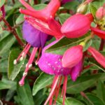 PECORE SOTTO COPERTURA