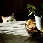 IL CAFFÈ DELLE SPEZIE D’AUTUNNO